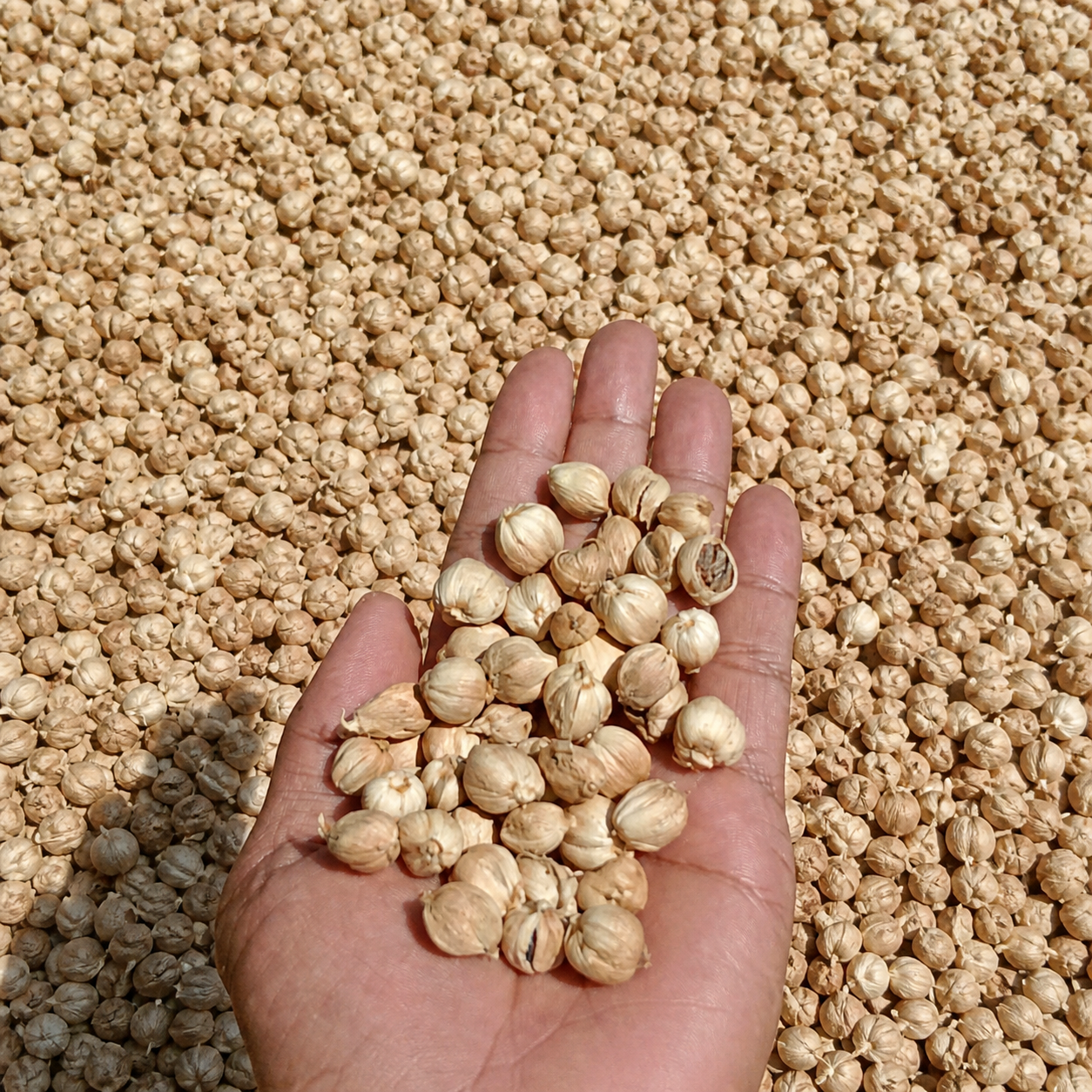 Produk Nusagrade
