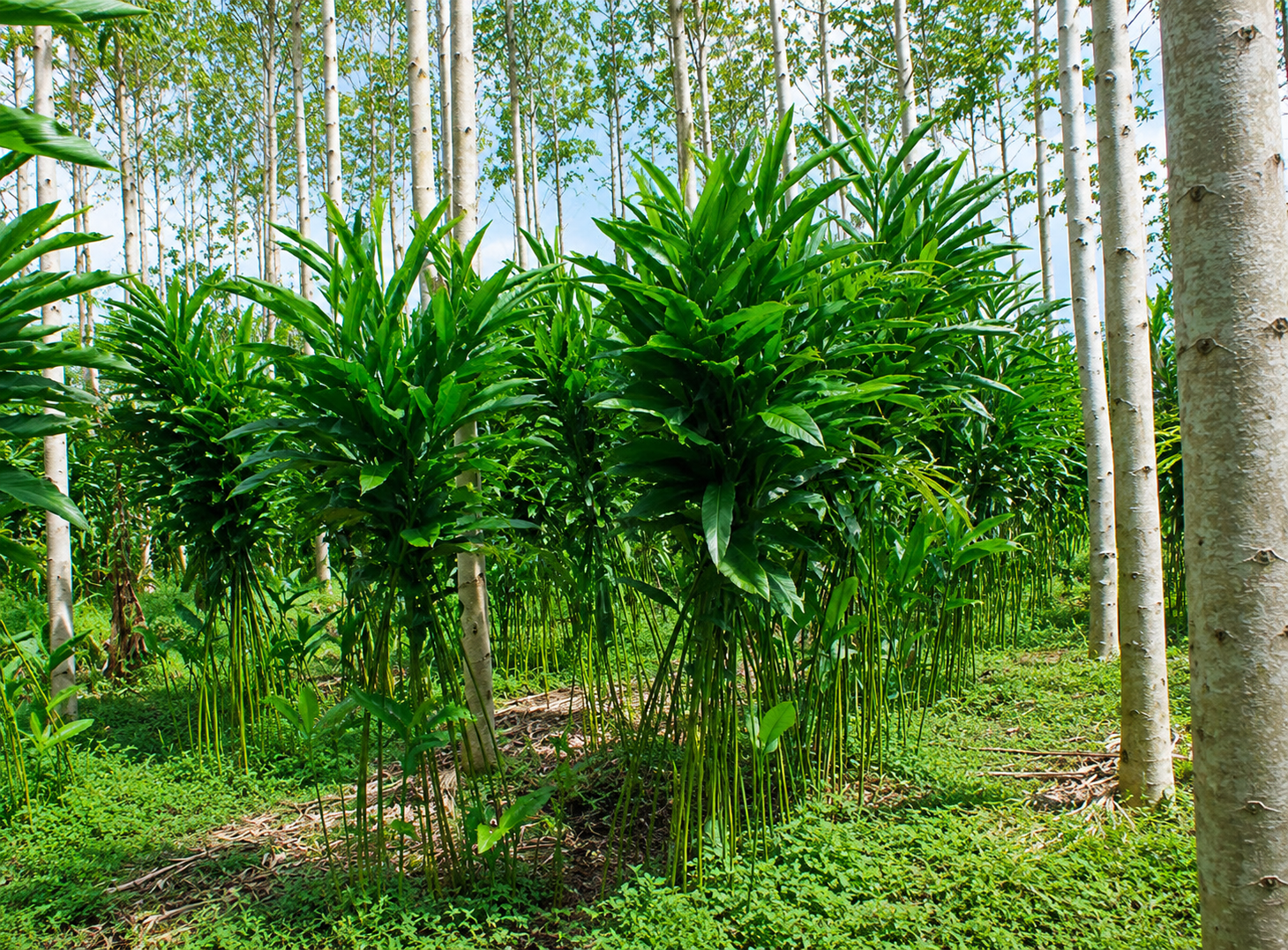 Kapulaga Farm