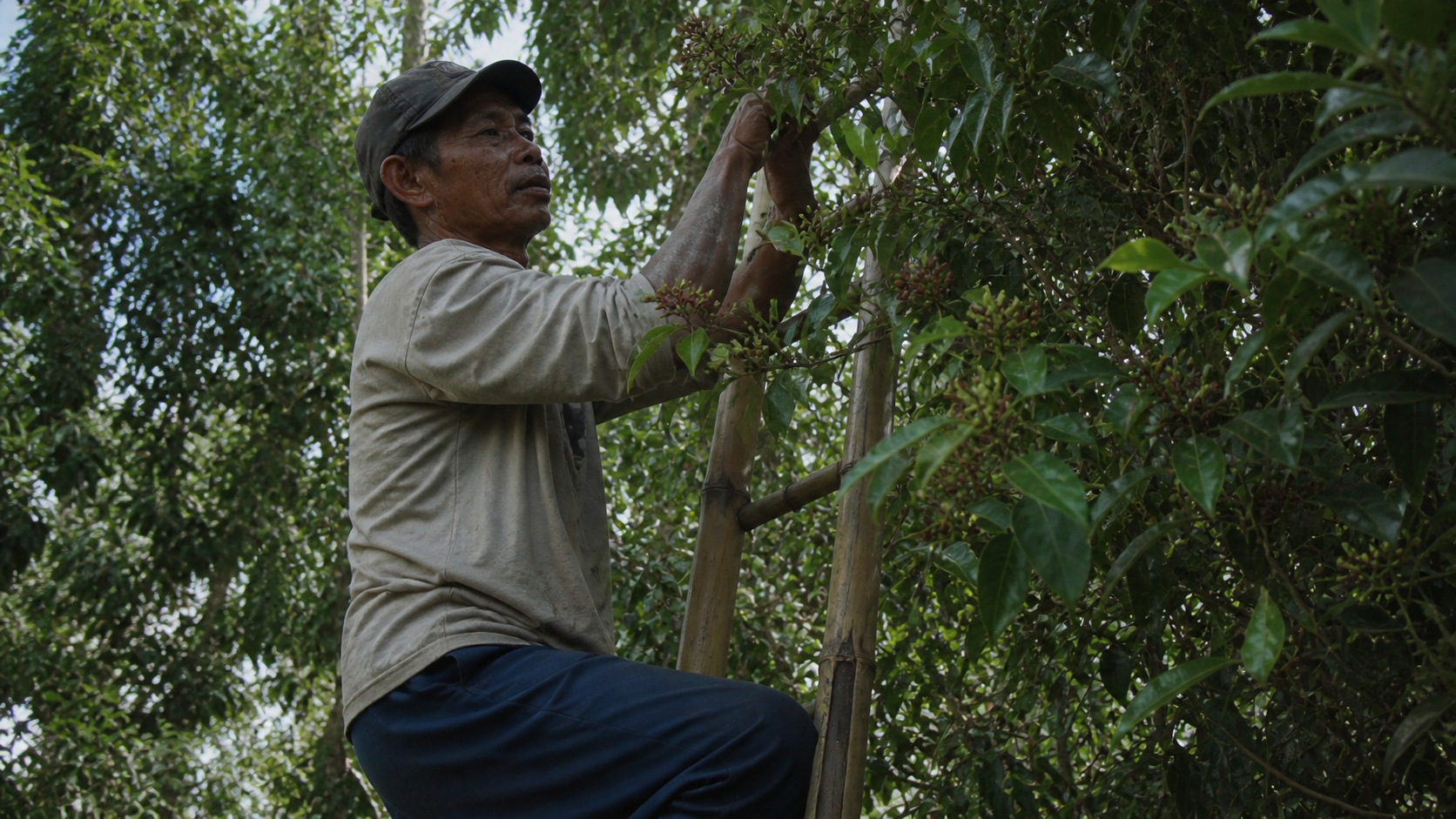 Indonesian spice farm